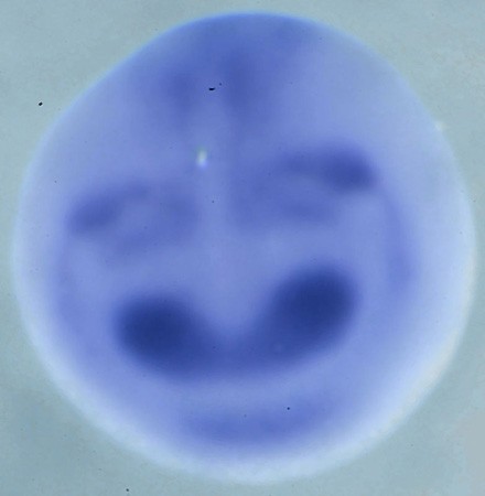 Harland Lab Image