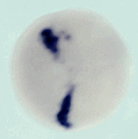 Harland Lab Image