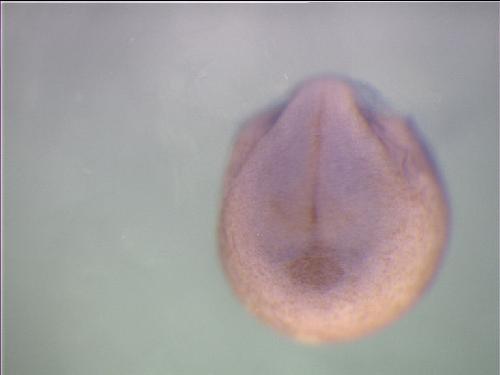 Papalopulu Lab Image