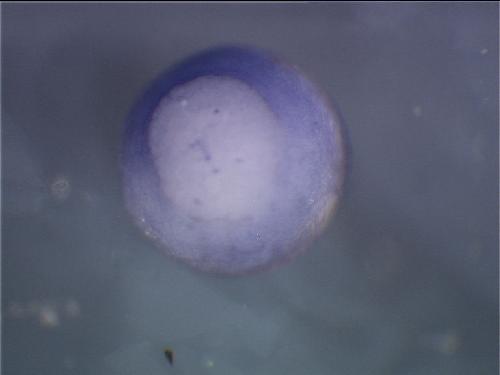 Papalopulu Lab Image