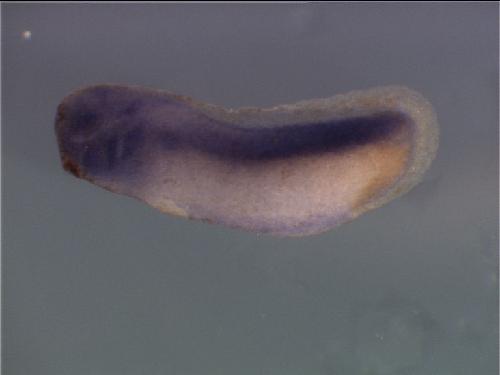 Papalopulu Lab Image