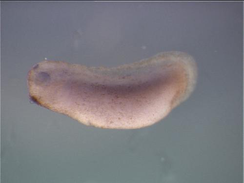 Papalopulu Lab Image