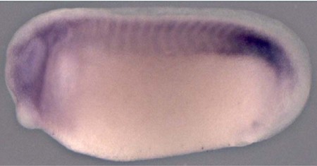 Xenopus dvl3 expression assayed by in situ hybridization. Lateral view of stage 26 embryo.