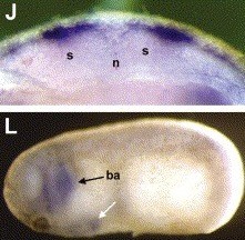 Xenopus gene image