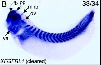 Xenopus Lit image