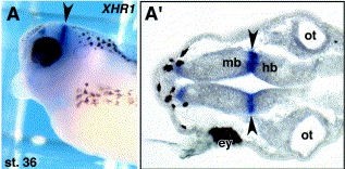 Xenopus Lit image