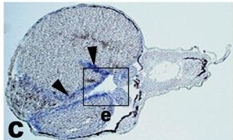 Xenopus Lit image