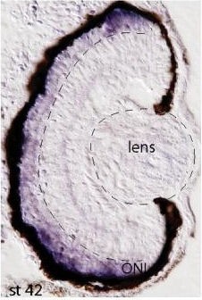 Xenopus Lit image