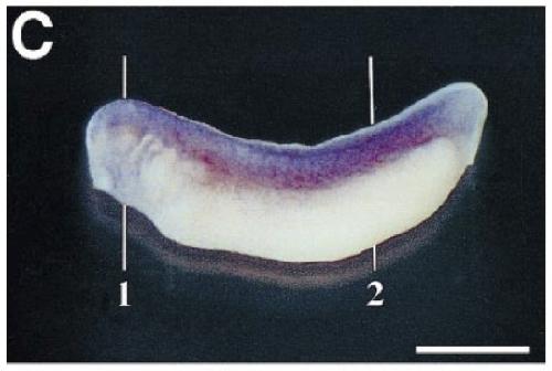 Xenopus gene image