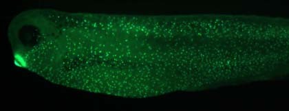 Xenopus antibody image