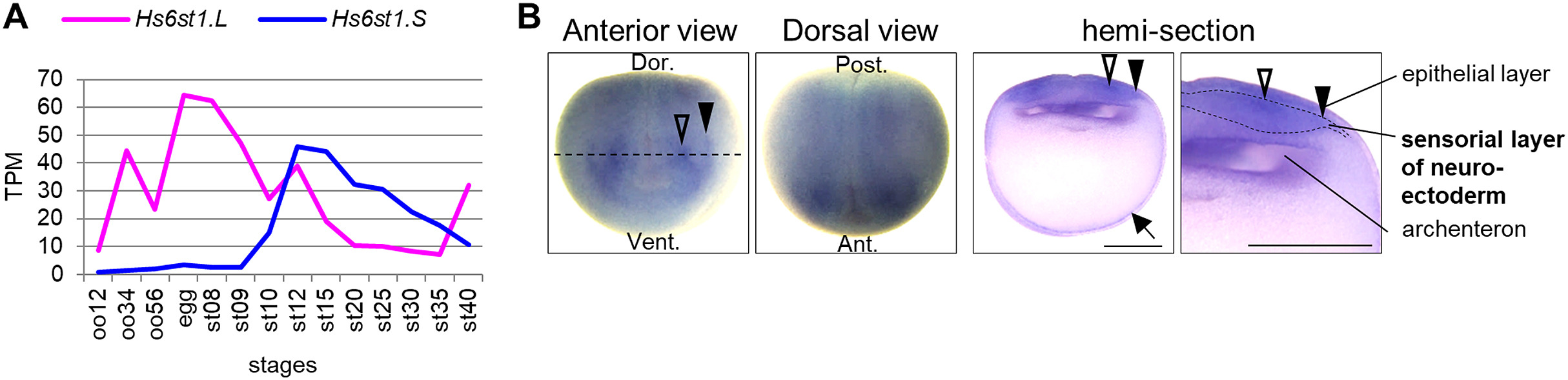 Manual Lit image for Xenopus