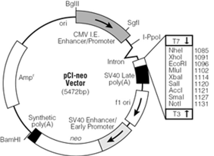 Vector Map