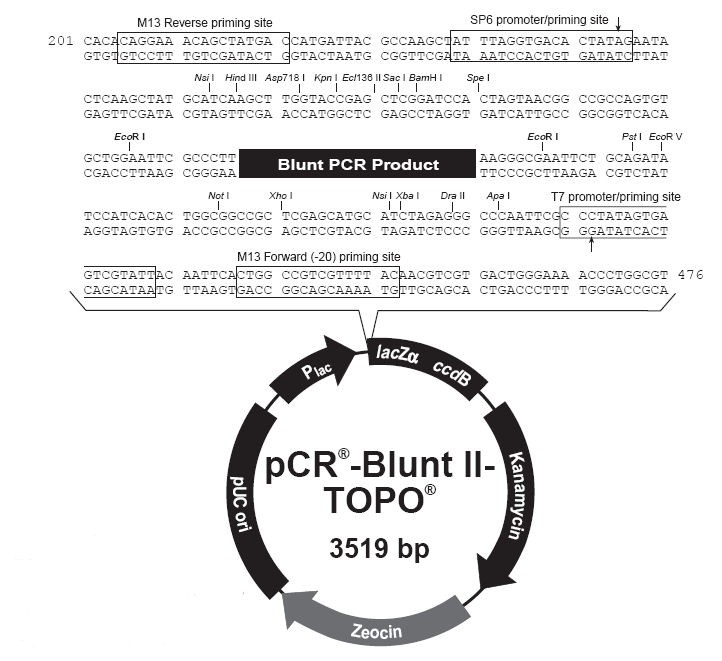 Vector Map