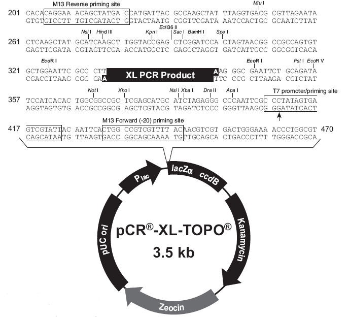 Vector Map