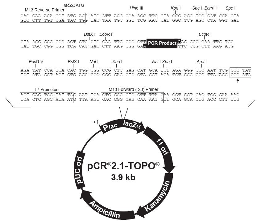 Vector Map