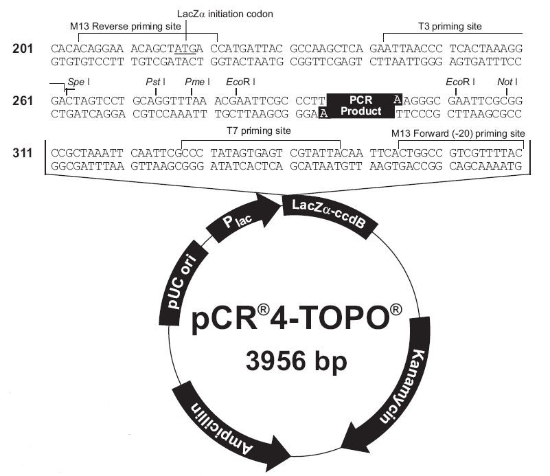 Vector Map