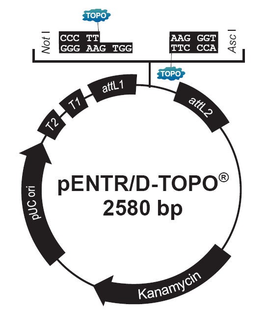 Vector Map