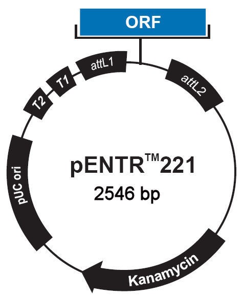 Vector Map