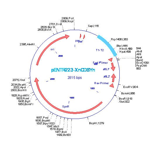 Vector Map