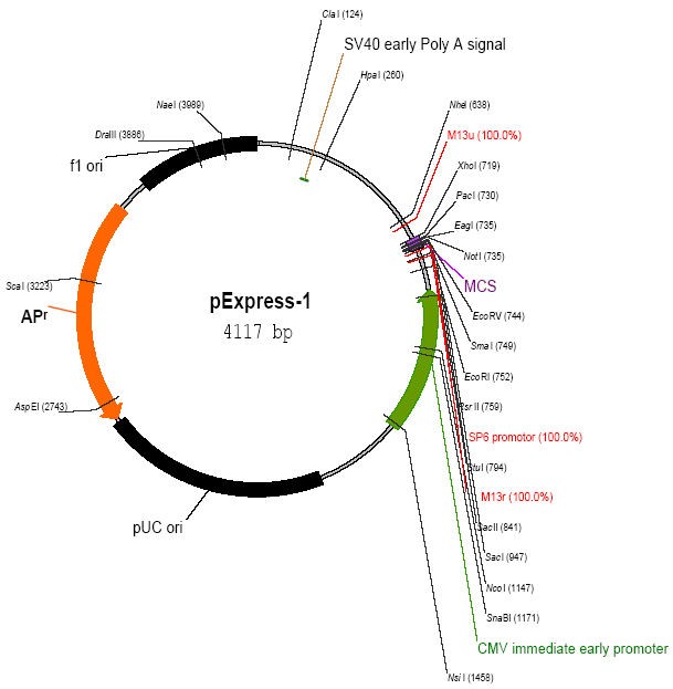 Vector Map