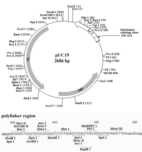 Vector Map