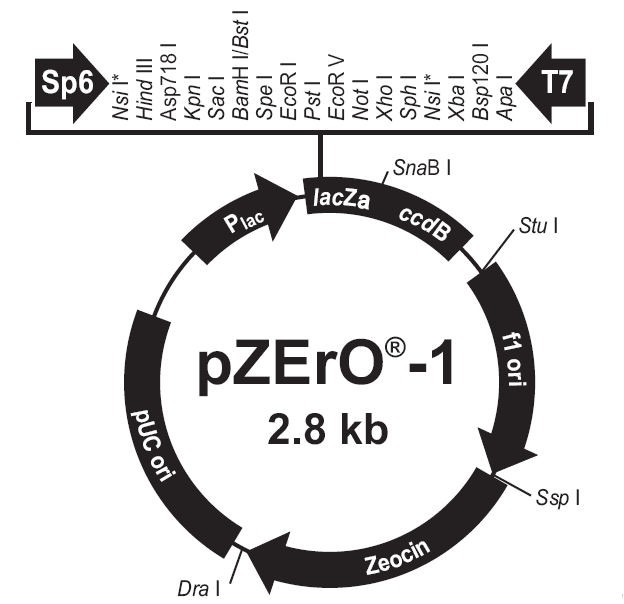 Vector Map