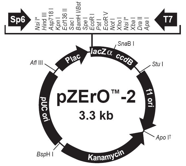 Vector Map