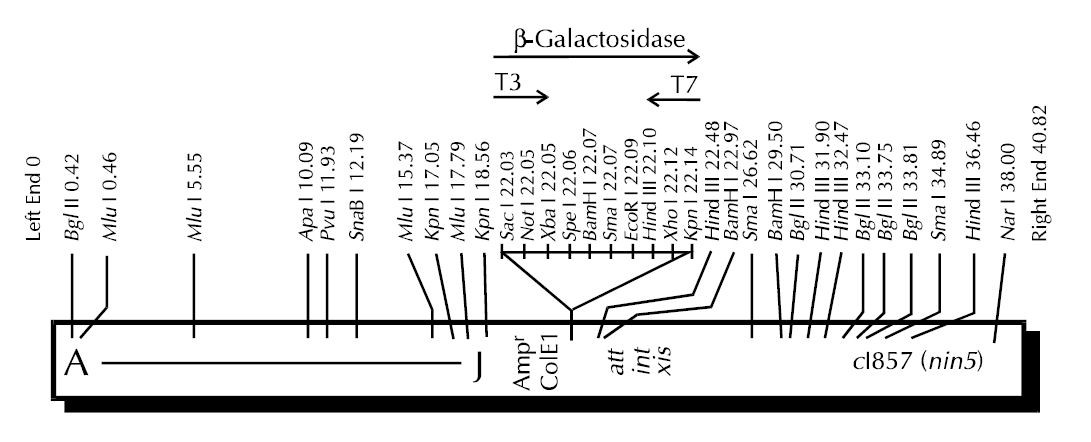 Vector Map