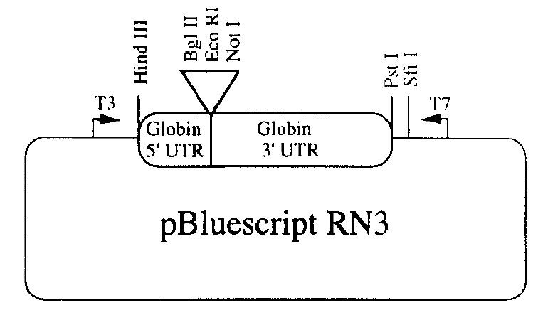 Vector Map