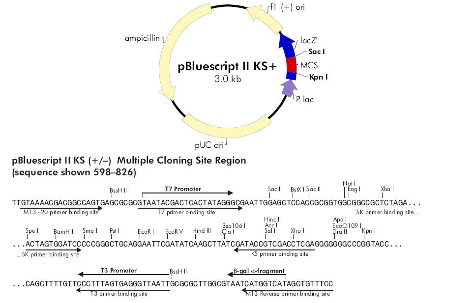 Vector Map