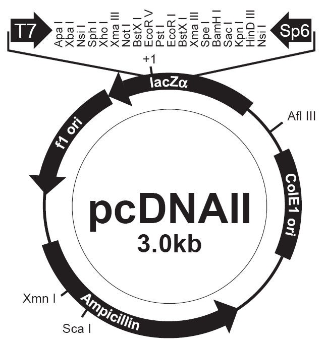 Vector Map