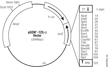 Vector Map