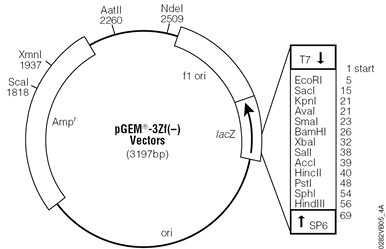 Vector Map