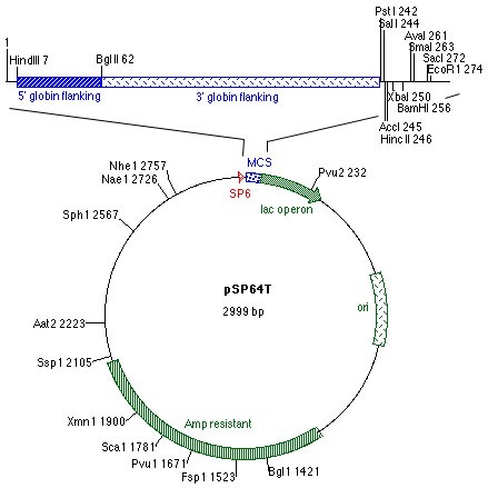 Vector Map