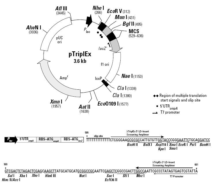 Vector Map