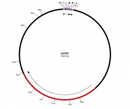 Vector Map