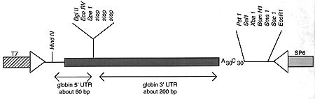 Vector Map