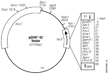 Vector Map