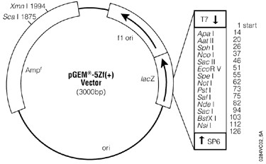 Vector Map