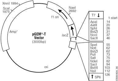 Vector Map