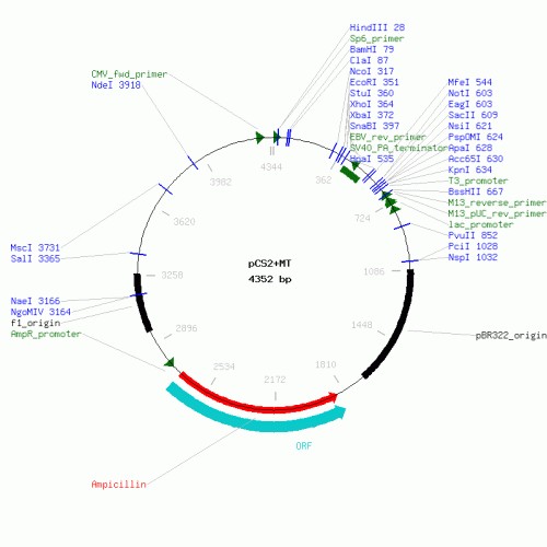 Vector Map