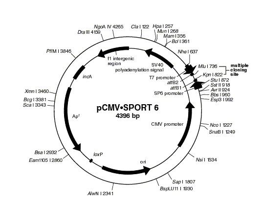 Vector Map