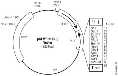 Vector Map