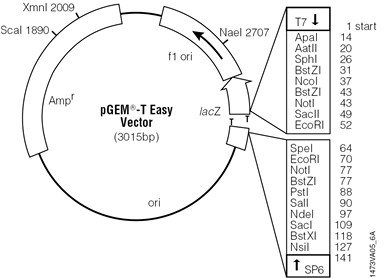 Vector Map