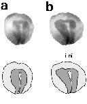 Expression Image