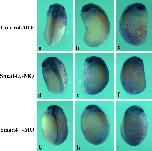 Expression Image