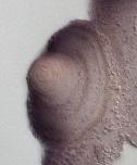 Expression Image