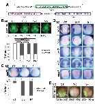 Expression Image