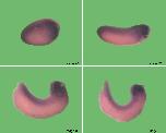 Expression Image