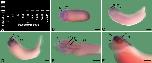 Expression Image